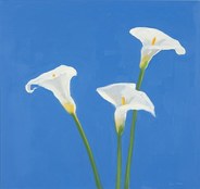 Arum Lilies