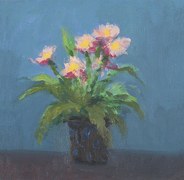 Primulas