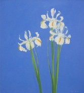Dutch White Excelsior